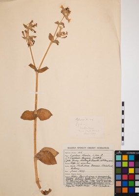 Red Campion
